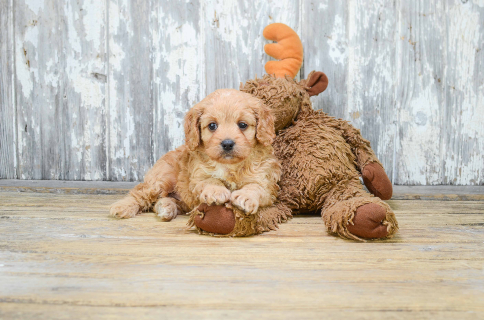 Hypoallergenic Cavoodle Poodle Mix Puppy