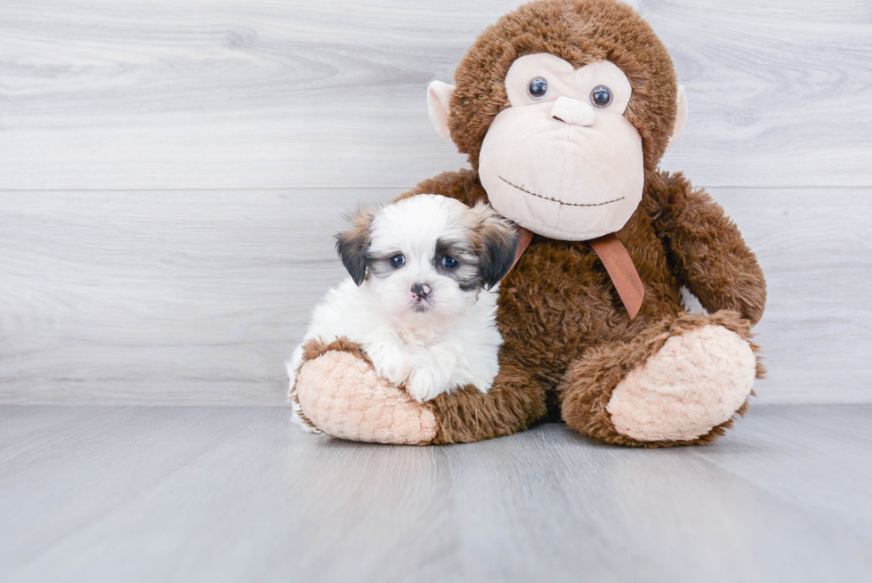 Sweet Teddy Bear Baby
