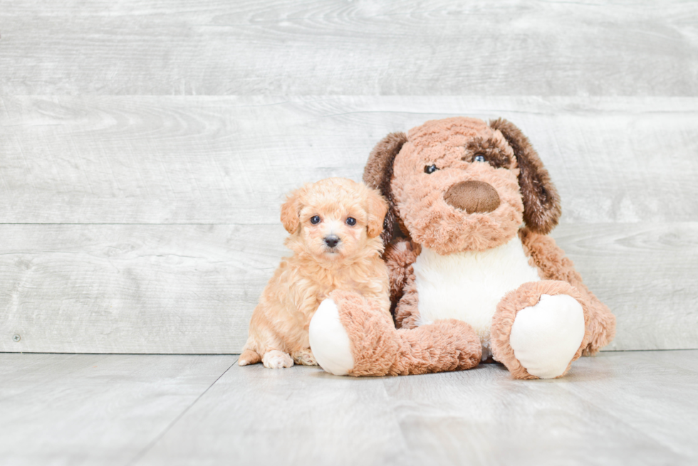 Sweet Maltipoo Baby