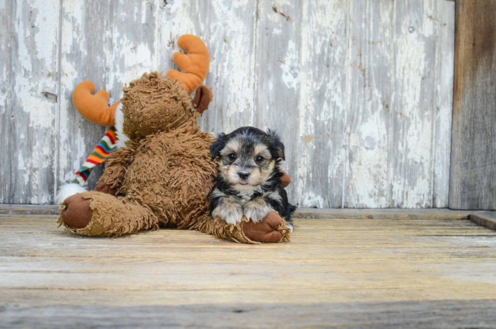 Morkie Pup Being Cute