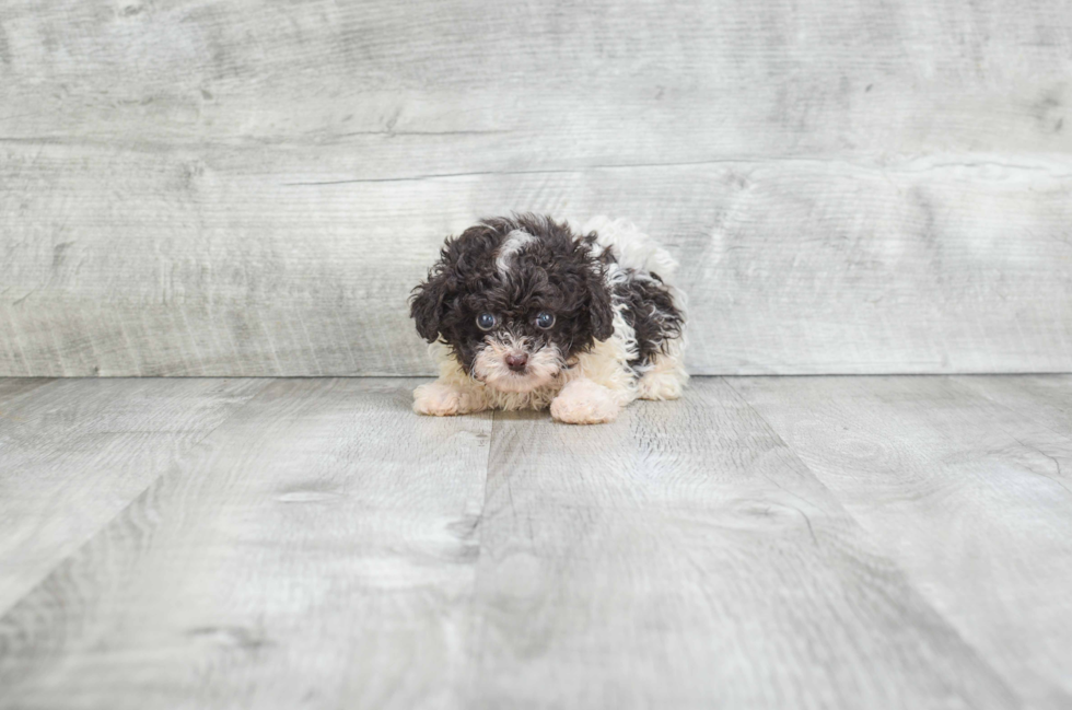 Adorable Pudle Purebred Puppy