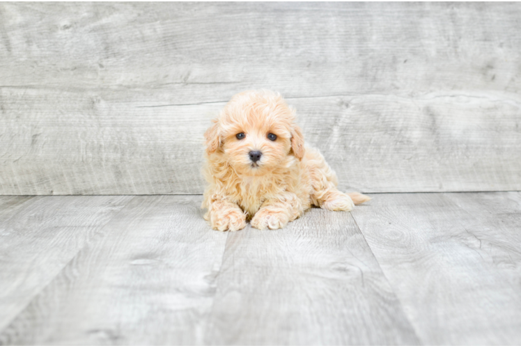 Maltipoo Puppy for Adoption