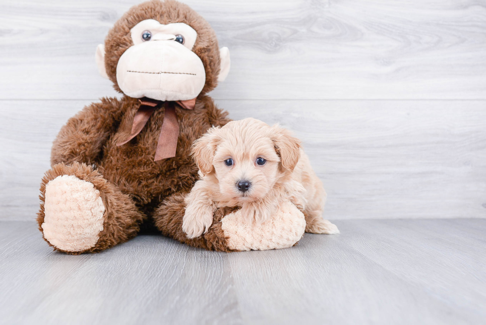 Popular Maltipoo Poodle Mix Pup