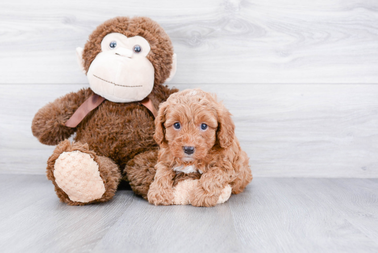 Cavapoo Puppy for Adoption