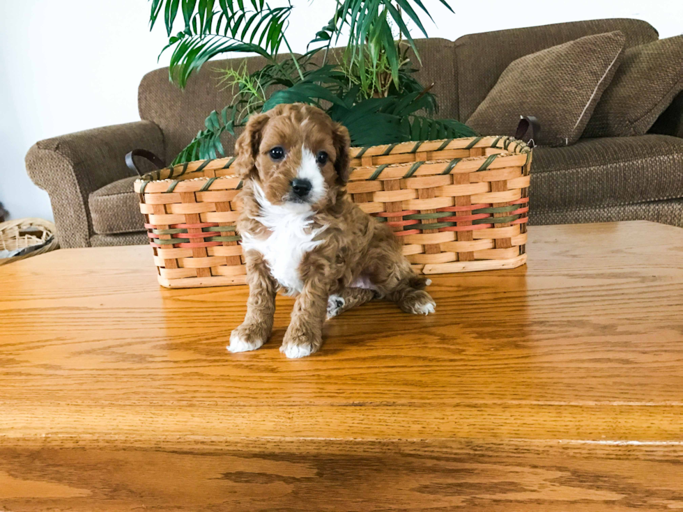 Little Cavoodle Poodle Mix Puppy