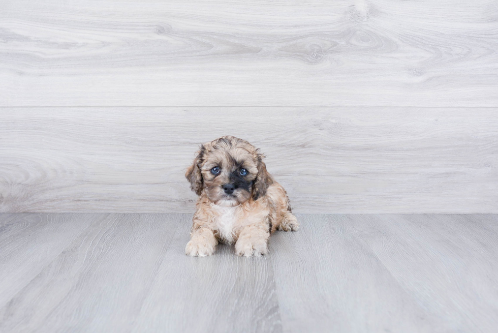 Petite Cockapoo Poodle Mix Pup