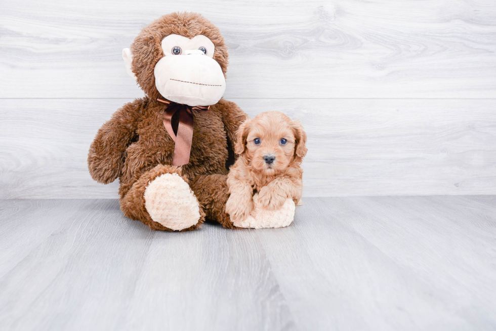 Cavapoo Puppy for Adoption