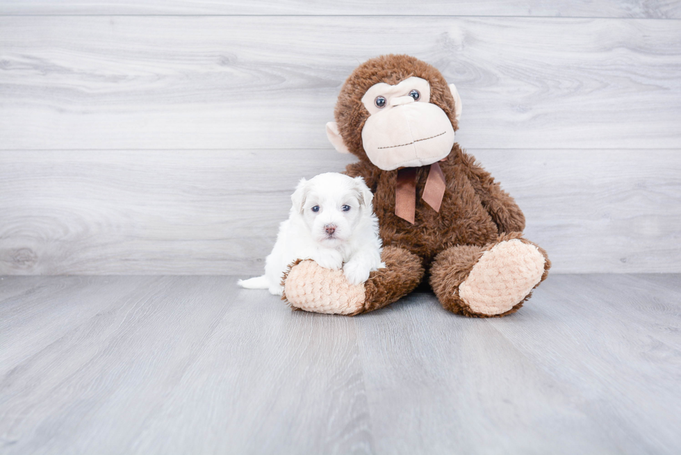 Playful Maltepoo Poodle Mix Puppy