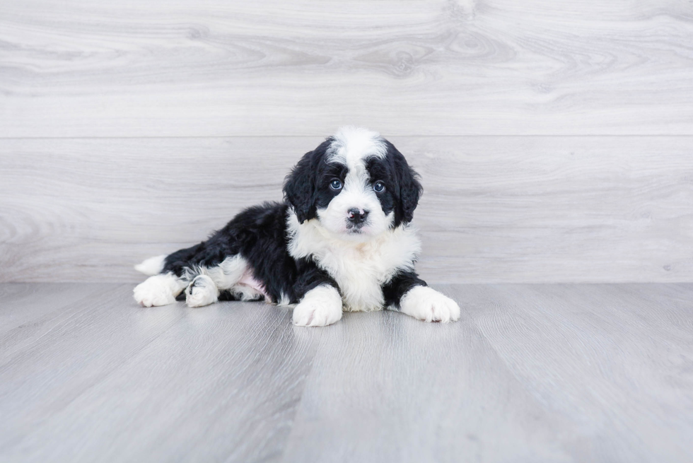 Mini Bernedoodle Pup Being Cute