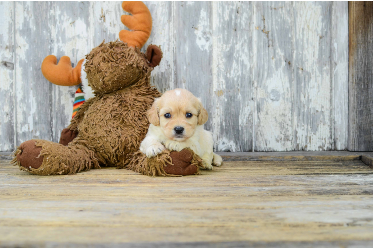 Hypoallergenic Cavoodle Poodle Mix Puppy