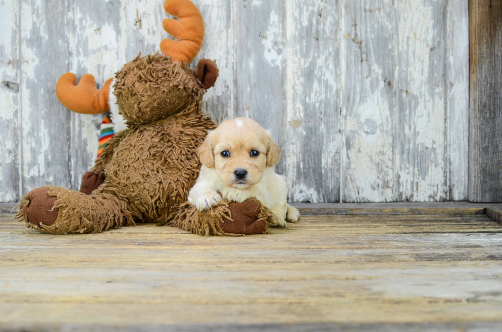 Hypoallergenic Cavoodle Poodle Mix Puppy