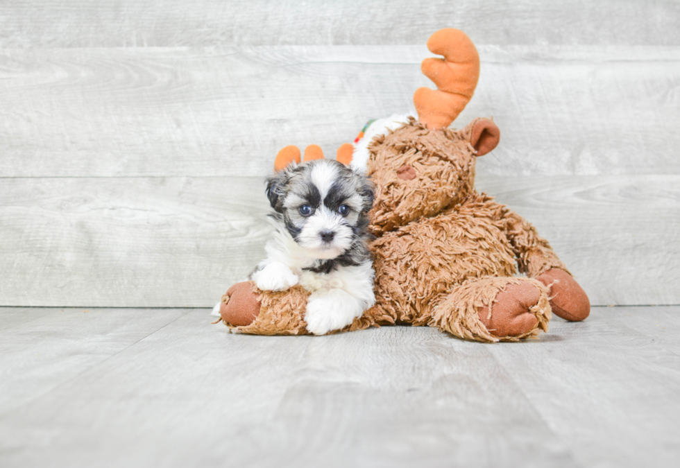 Friendly Havanese Baby