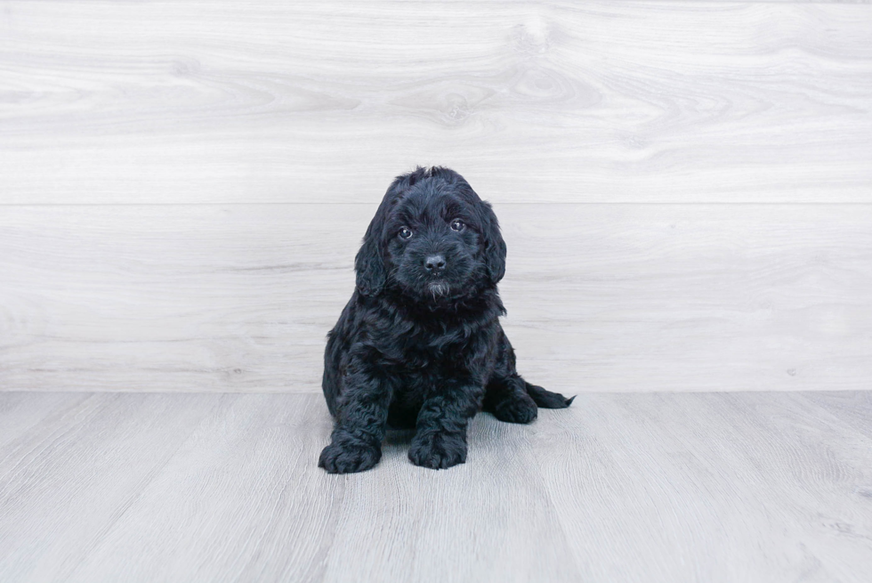 Adorable Golden Retriever Poodle Mix Puppy