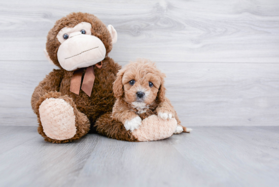 Sweet Cavapoo Baby