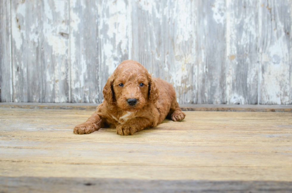 Mini Goldendoodle Puppy for Adoption