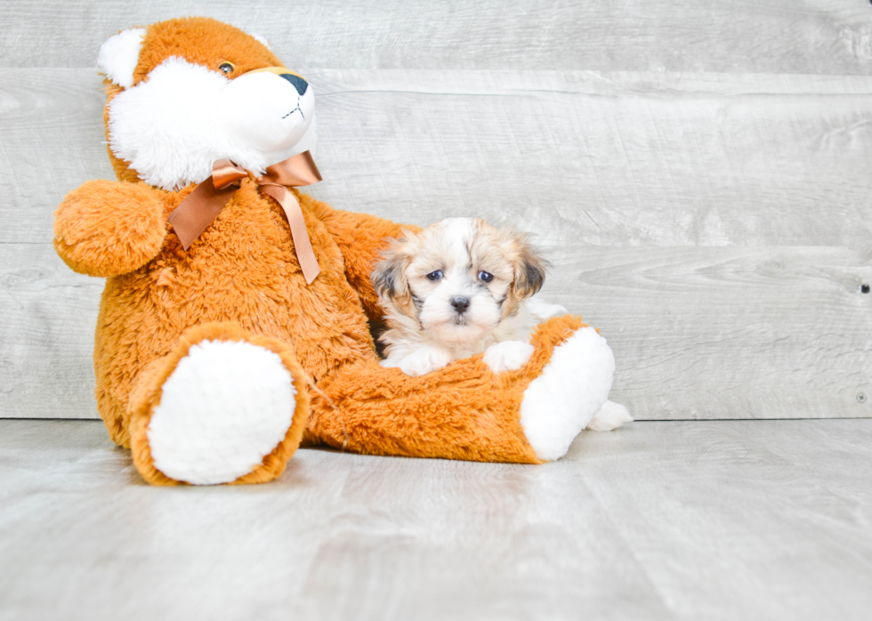 Teddy Bear Pup Being Cute