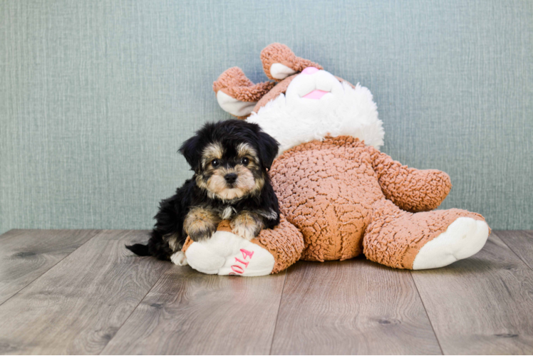Morkie Pup Being Cute