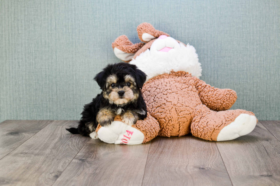 Morkie Pup Being Cute