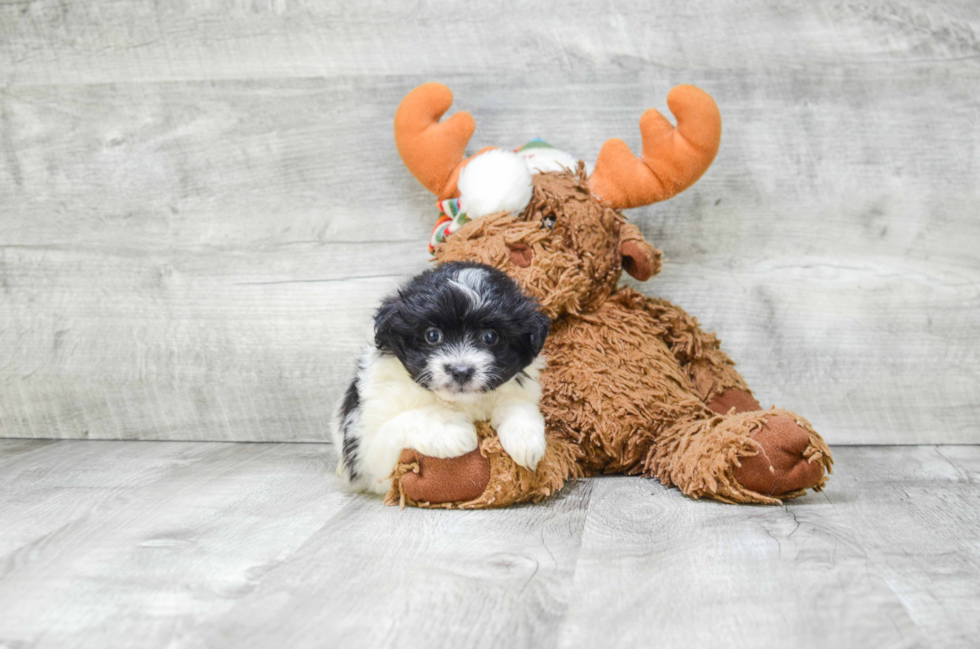 Energetic Pomeranian Purebred Puppy