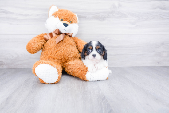 Akc Registered Cavalier King Charles Spaniel Purebred Pup