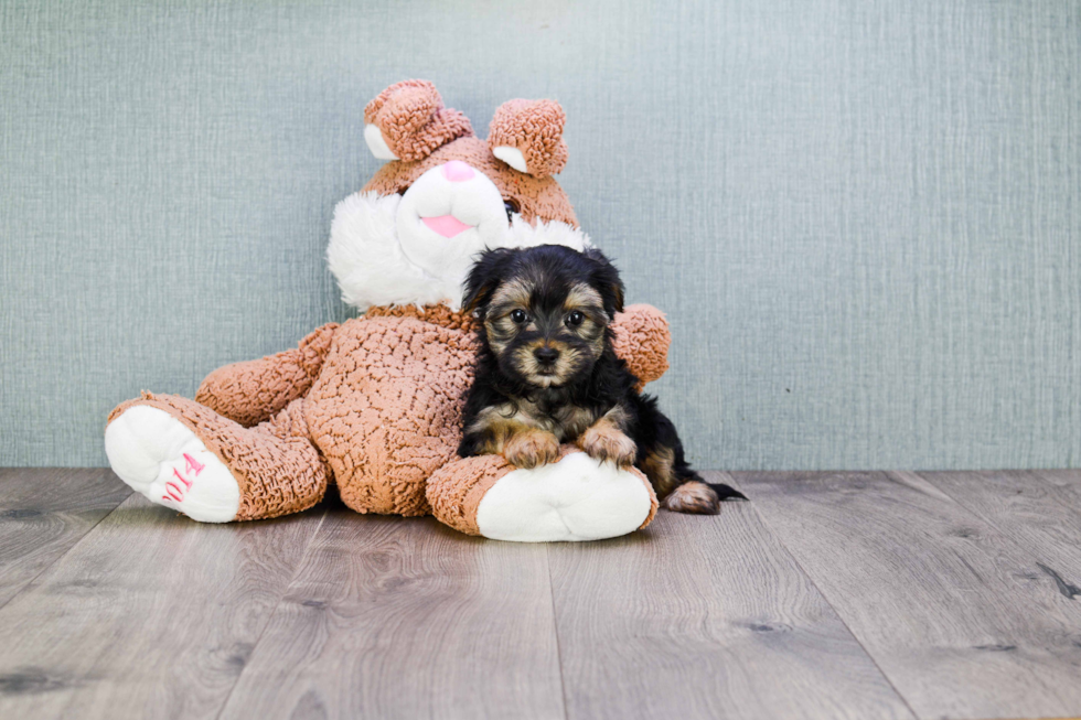 Best Morkie Baby