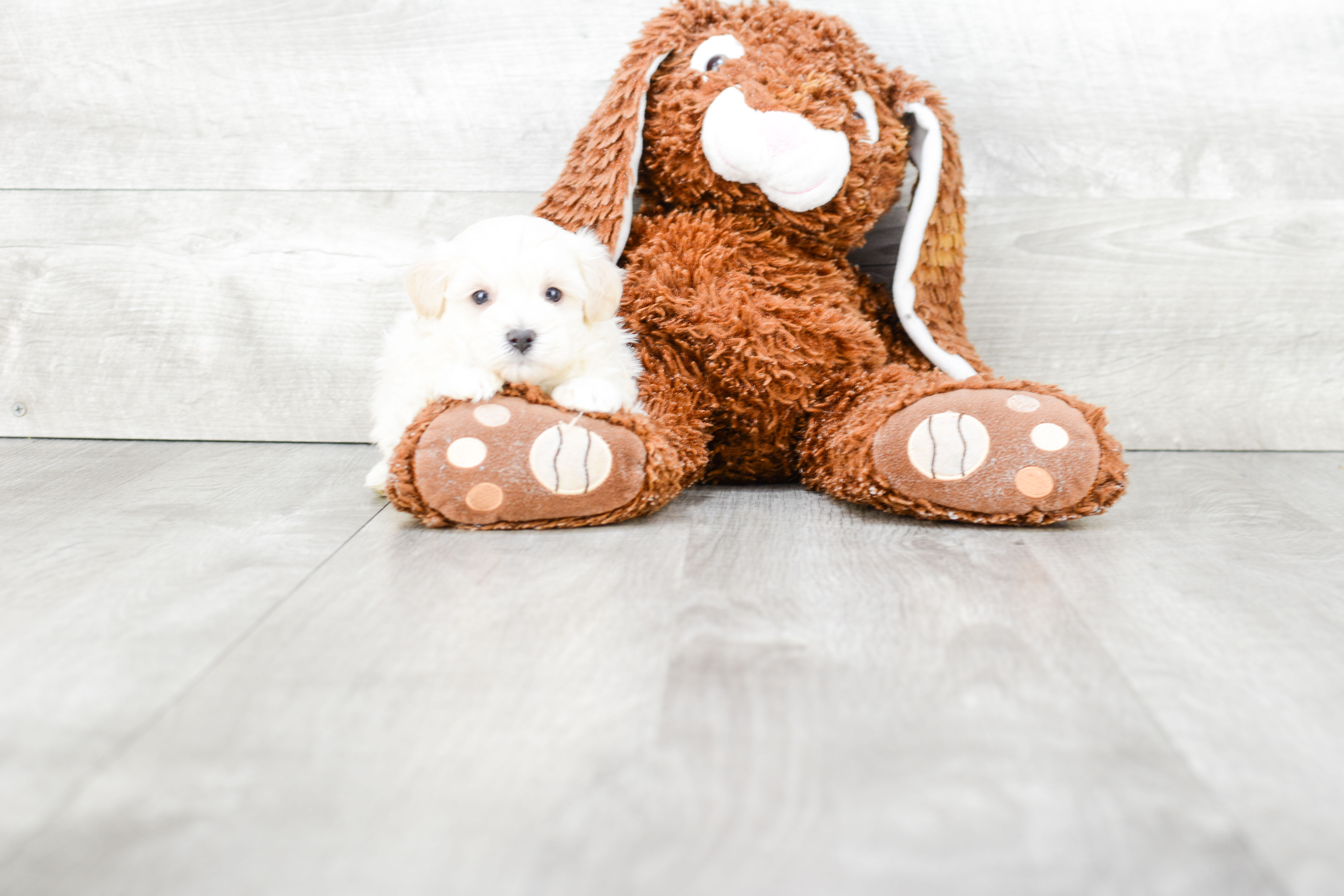 Smart Maltipoo Poodle Mix Pup