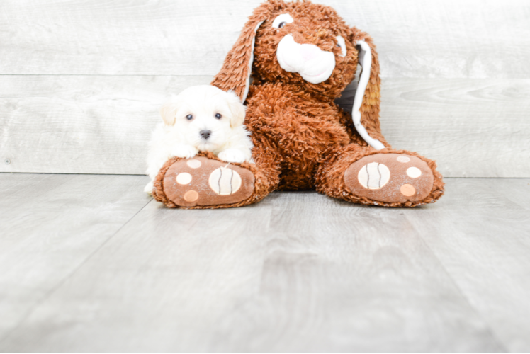 Smart Maltipoo Poodle Mix Pup
