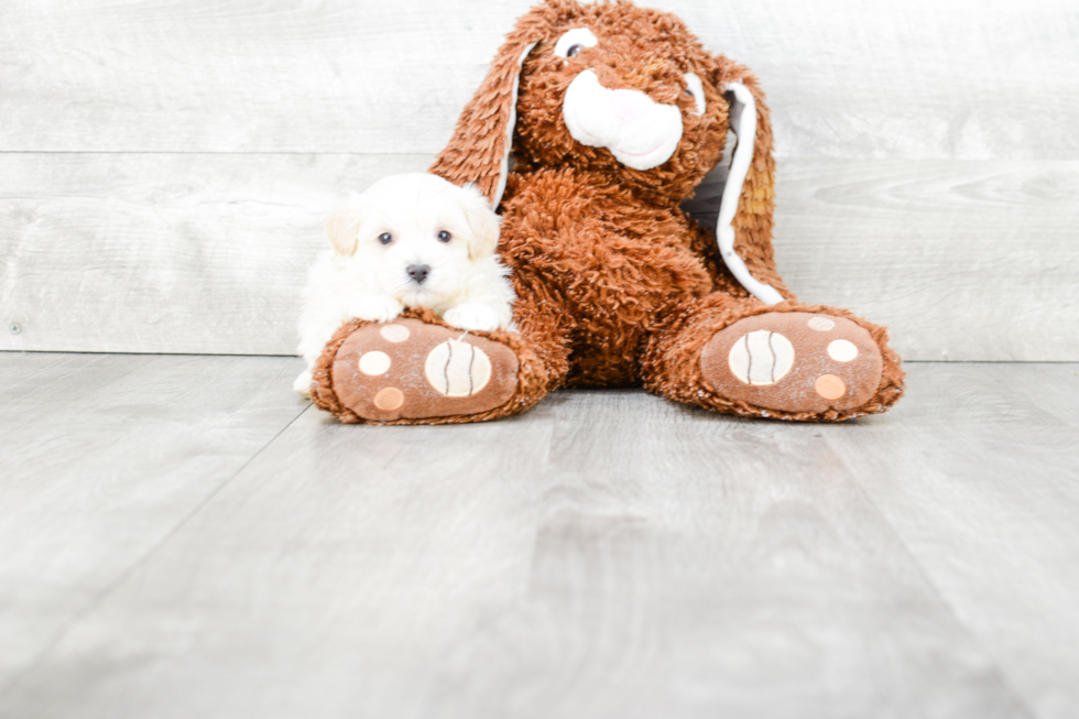 Smart Maltipoo Poodle Mix Pup