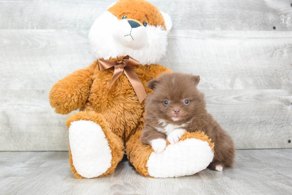 Hypoallergenic Pomeranian Baby