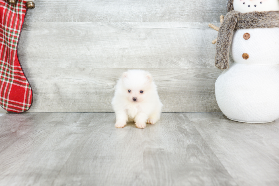 Funny Pomeranian Baby