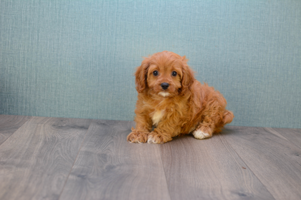 Fluffy Cavapoo Poodle Mix Pup