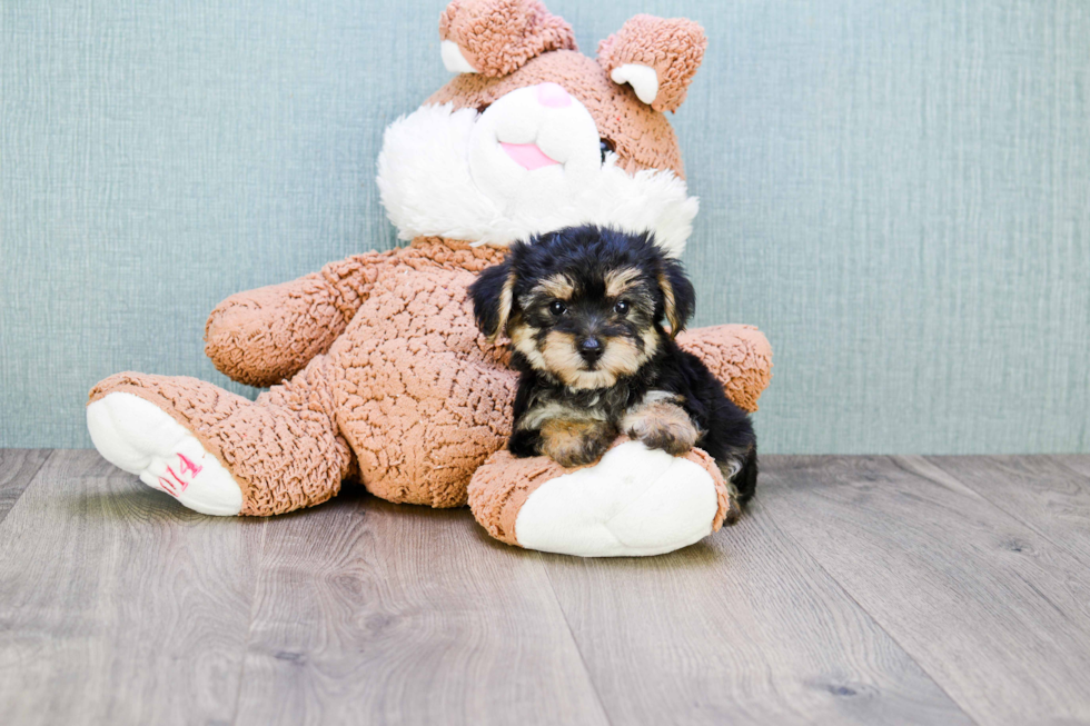 Fluffy Morkie Designer Pup