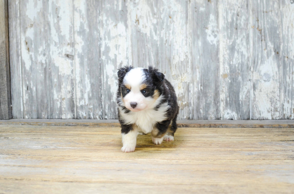 Friendly Mini Aussiedoodle Baby