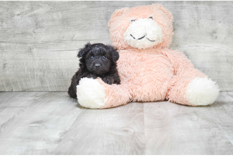 Adorable Aussiepoo Poodle Mix Puppy