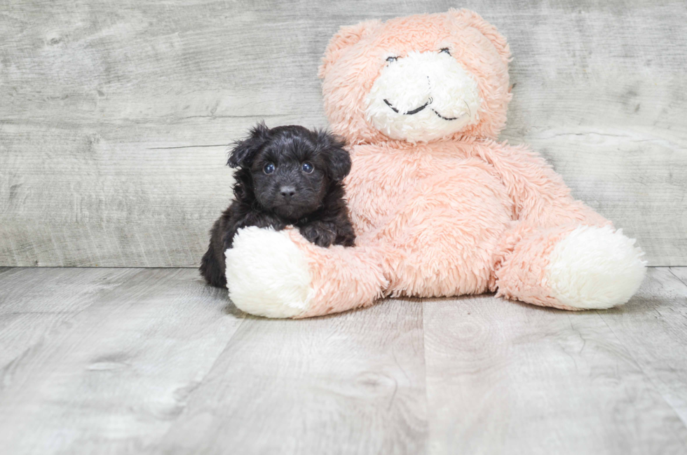 Adorable Aussiepoo Poodle Mix Puppy