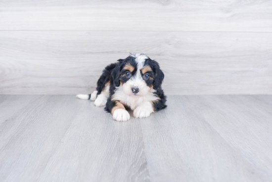 Mini Bernedoodle Pup Being Cute