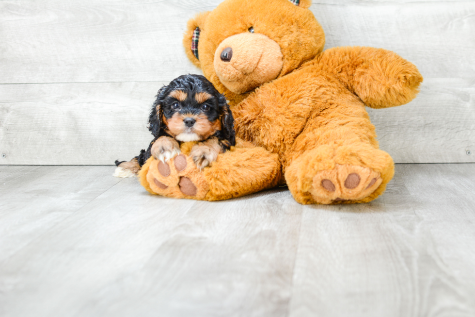 Adorable Cavoodle Poodle Mix Puppy