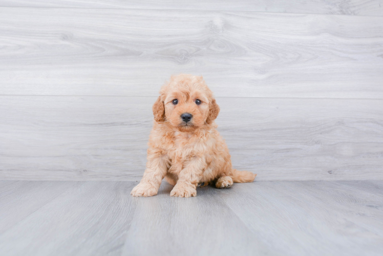 Adorable Golden Retriever Poodle Mix Puppy