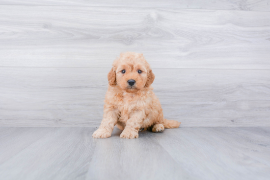 Adorable Golden Retriever Poodle Mix Puppy