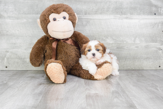 Teddy Bear Pup Being Cute