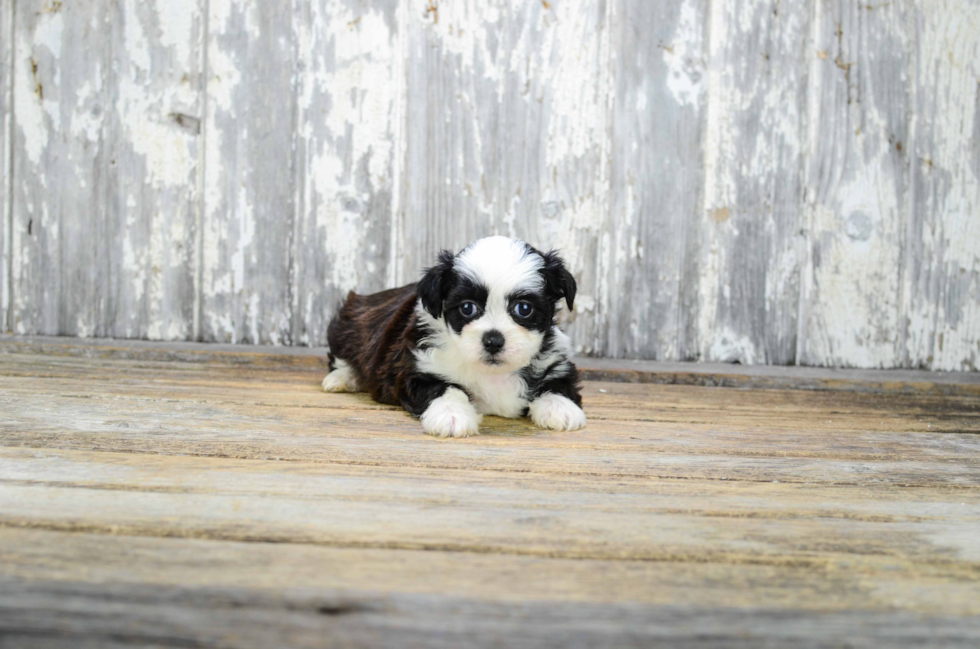 Teddy Bear Pup Being Cute