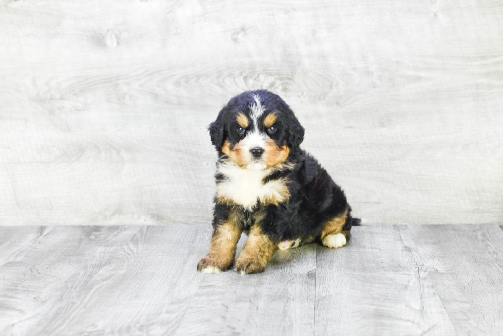 Best Mini Bernedoodle Baby