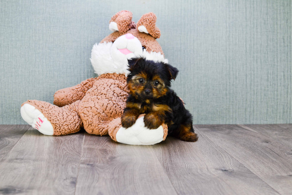 Meet Roscoe - our Yorkshire Terrier Puppy Photo 