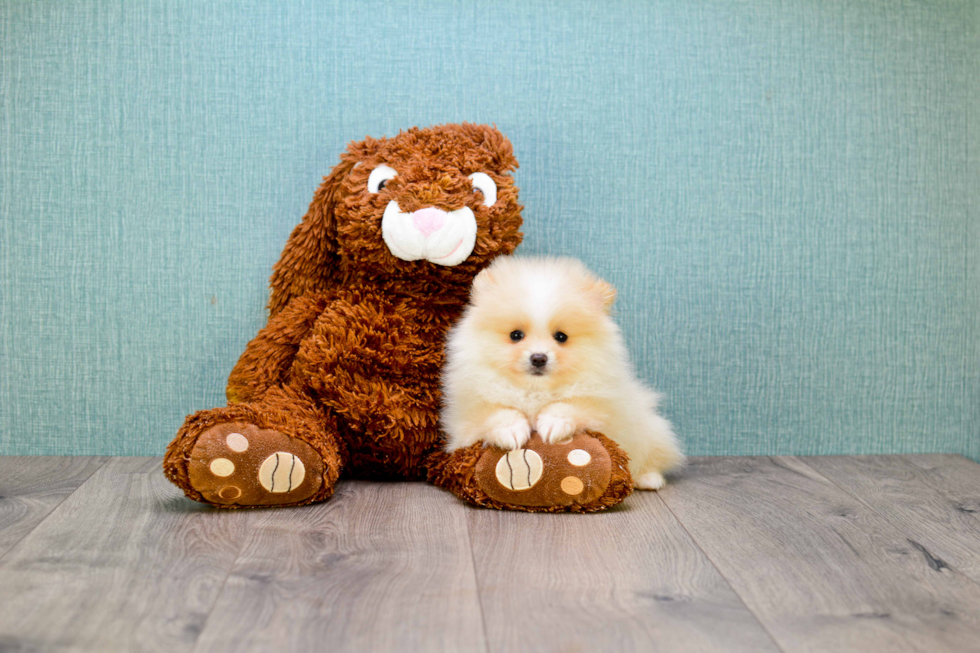 Akc Registered Pomeranian Baby