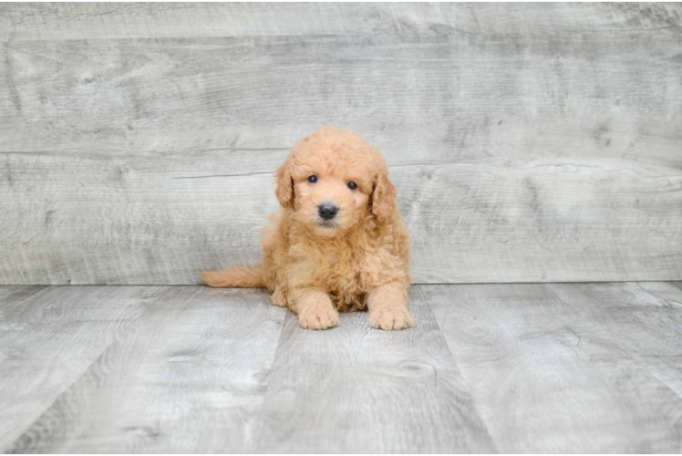 Friendly Mini Goldendoodle Baby