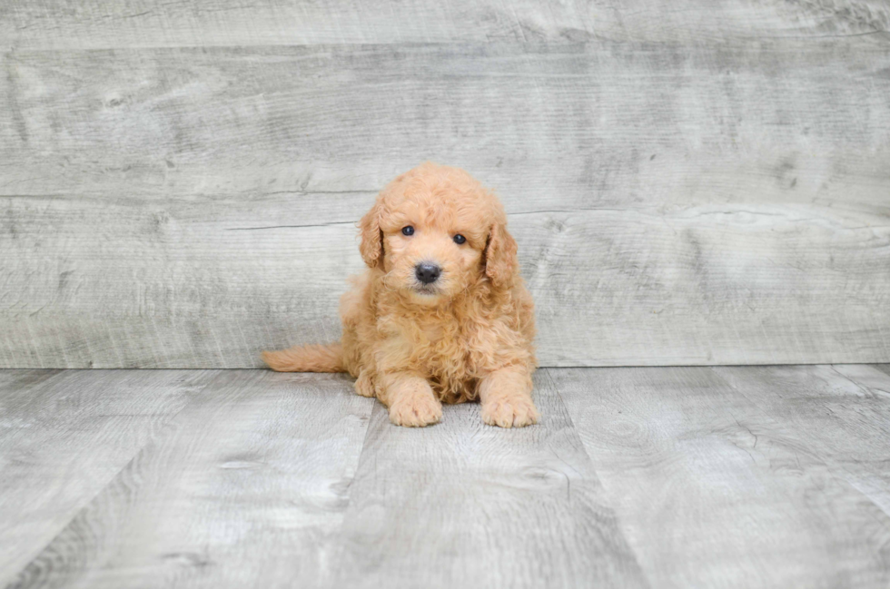 Friendly Mini Goldendoodle Baby