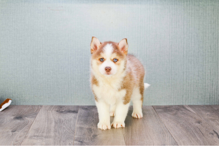 Smart Pomsky Designer Pup