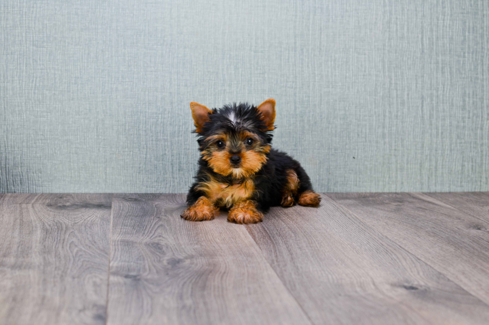 Meet Beckham - our Yorkshire Terrier Puppy Photo 