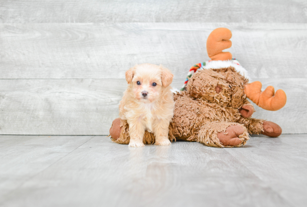 Adorable Maltepoo Poodle Mix Puppy