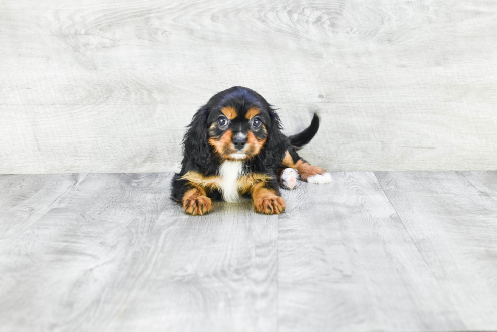 Best Cavalier King Charles Spaniel Baby